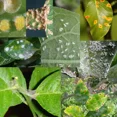 thumbnail image 3 of Jabón Potásico Neem Y Azufre Insecticida Fungicida Atomizador, 3 of 5