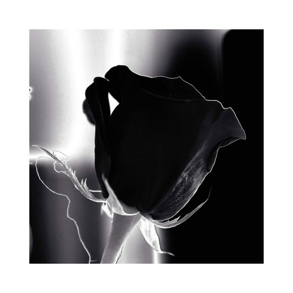 A&E Bath and Shower In Bloom