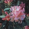 thumbnail image 3 of Strube, Ling 12x12 Black Modern Framed Museum Art Print Titled - Garden Rhododendron, 3 of 5