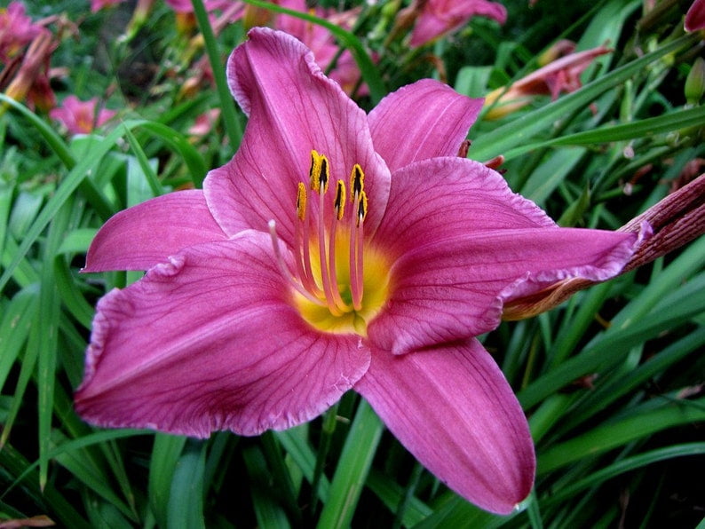 3 Summer Wine Daylilies....in 3.5 inch pots