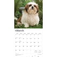 thumbnail image 3 of Shih Tzu Puppies | 2026 12x24" (Hanging) Square Wall Calendar | Plastic-Free, 3 of 9
