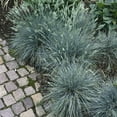 thumbnail image 2 of Outsidepride Perennial Blue Fescue Drought Tolerant Ornamental Grass for Full Sun - 10000 Seeds, 2 of 5