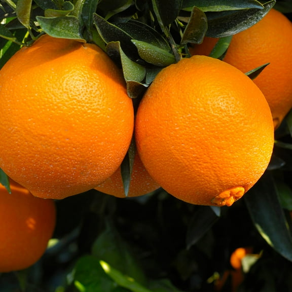 Brighter Blooms - Navel Orange Tree, 1-2 ft. - No Shipping to AK, AL, AZ, CA, FL, GA, HI, LA, MS, OR, TX