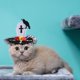thumbnail image 4 of Mascota De Halloween, Gorra De Cosplay De Perro Bonito, Tocado Cruzado De Esqueleto Para Cumpleaños, Halloween, Navidad Serendint HA044035-01, 4 of 6