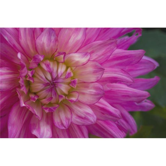 Posterazzi DPI1863699LARGE Pink Flower Poster Print, 36 x 24