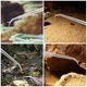 thumbnail image 1 of VERDANVERSE 2Ud Pinzas Para Reptiles De Metal Plata Extra Largas Con Punta Curva Y Recta, 1 of 7