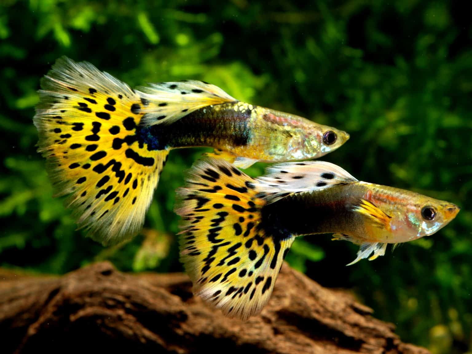 Aquatic Foods 3-lbs @ $45.99 Guppy Flakes. Bulk Flake Foods for All Tropical Fish