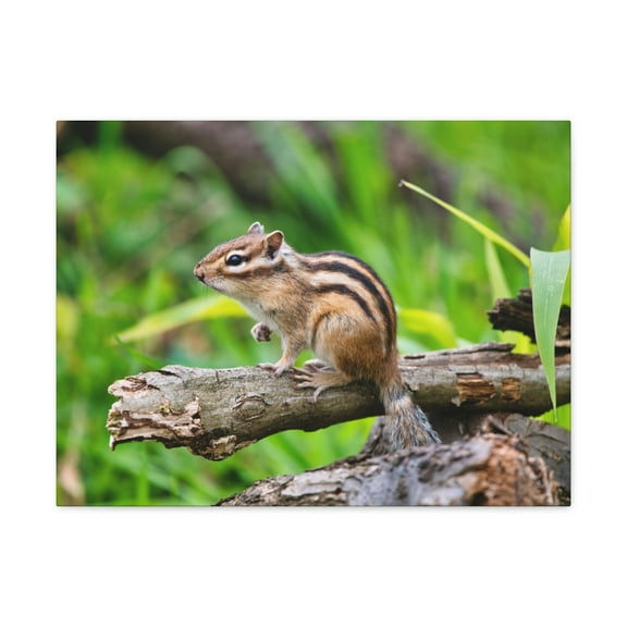 Majestic Chipmunk Art Majestic Chipmunk Print Animal Wall Art Wildlife Canvas Prints Wall Art Ready to Hang Unframed