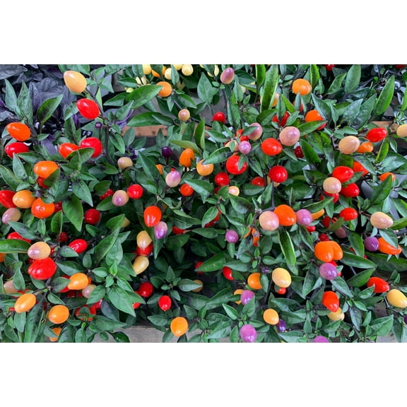 25 Seeds BOLIVIAN RAINBOW PEPPER Multi Colored Chili Capsicum Annuum Vegetable Seeds