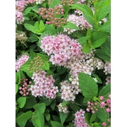 Little Princess Spirea