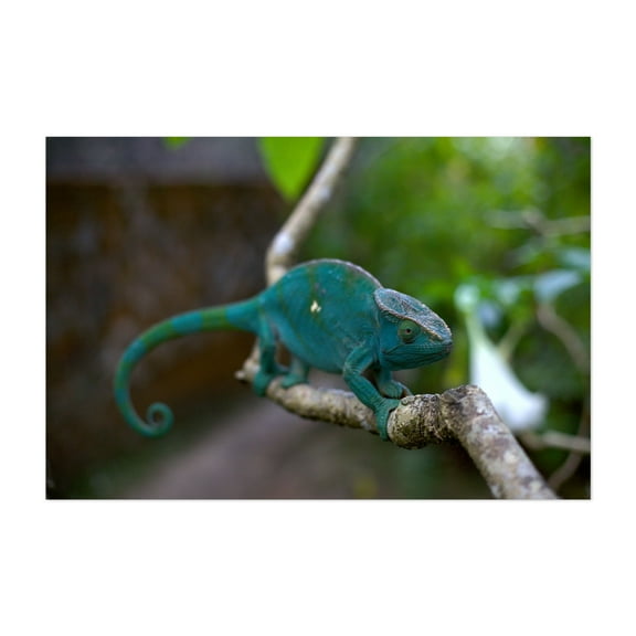 Emerald Chameleon of Madagascar - Photography Animal Wildlife Nature Jungle Tropical Unframed Wall Art Print 4 x 6 inches