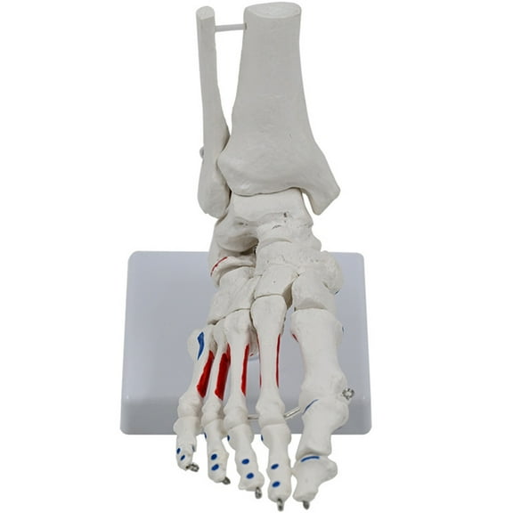 Human Foot Joint Skeleton Model Life Size Foot Joints Anatomy Model Medicals Model Foot and Ankle Model for Classroom