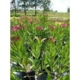 thumbnail image 3 of Oleander Calypso  2 Extra Large 3 Gallon Plants  Nerium Oleander  Hardy Perennial  Vibrant Pink Blooms, 3 of 7