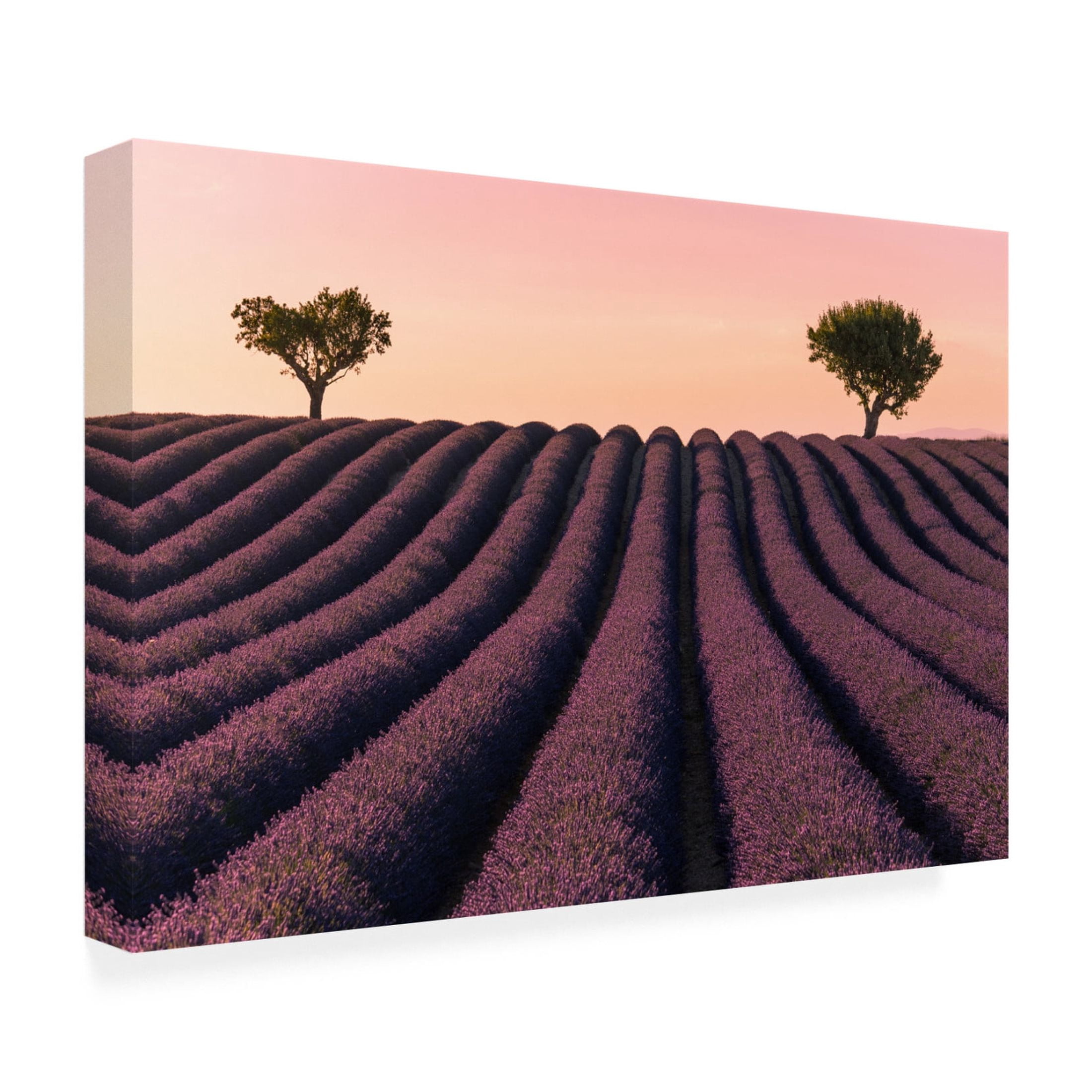 Canvas Wall Art - Kevin 'Lavender Field' Wall Art for Living Room, Bedroom, or Office Décor by Trademark Fine Art - 32 x 22 Inches