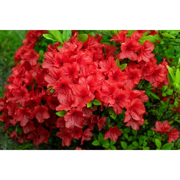 Seedville Cumberland Azalea 10 Red Flower Seeds, Late Blooming Ornamental