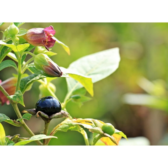 Belladonna Seeds (Atropa Belladonna) - Packet of 50 Seeds
