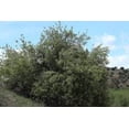 thumbnail image 5 of 30 BLACK CHERRY Fruit Tree Prunus Serotina Fragrant White Flowers Seeds, 5 of 5