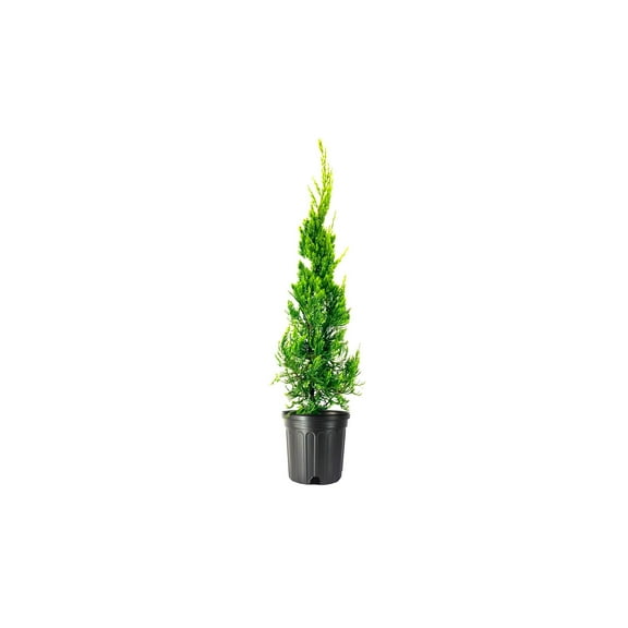 Hollywood Juniper Juniperus Chinensis Torulosa 1 Live Gallon Size Tree Drought Tolerant Cold Hardy Evergreen Plant