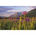 thumbnail image 2 of Wild Iris Blooming In Front Of Pioneer Peak Sc Alaska Summer Mat-Su Valley Poster Print, 2 of 2