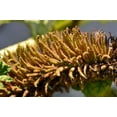 thumbnail image 6 of 10 GUNNERA MANICATA 6' Leaves! Giant Rhubarb Dinosaur Plant Moist Shade Red Flower Seeds, 6 of 10