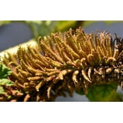 10 GUNNERA MANICATA 6 Leaves! Giant Rhubarb Dinosaur Plant Moist Shade Red Flower Seeds