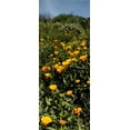 thumbnail image 2 of Linden, Sally 8x14 Gold Ornate Wood Framed with Double Matting Museum Art Print Titled - Poppy Stream, 2 of 4