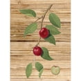 thumbnail image 2 of Great Art Now Pressed Fruit 3 by Ann Bailey, Framed Wall Art, 14.75W x 17.75H, 2 of 2