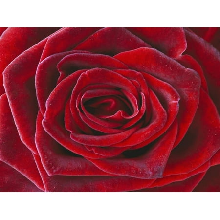 Rosa 'Baccara' Hybrid Tea Rose Print Wall Art By Clive