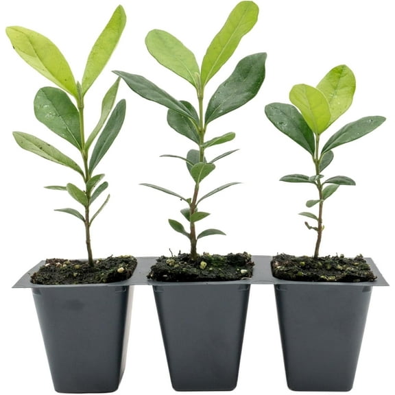 3 Pineapple Guava Trees - Feijoa Sellowiana, Live Saplings in 2.5-Inch Cubes, Drought-Tolerant