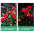 thumbnail image 3 of Luces solares de jardín CM-TOP Rosa Roja Impermeables, 3 of 3