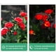 thumbnail image 3 of Luces solares de jardín CM-TOP Rosa Roja Impermeables, 3 of 3