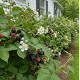 thumbnail image 3 of Set of 2 Ouachita Blackberry Live Plants 4-6 Inches Tall, Thornless Berry Bushes for Garden, Patio and Container Growing, 3 of 7