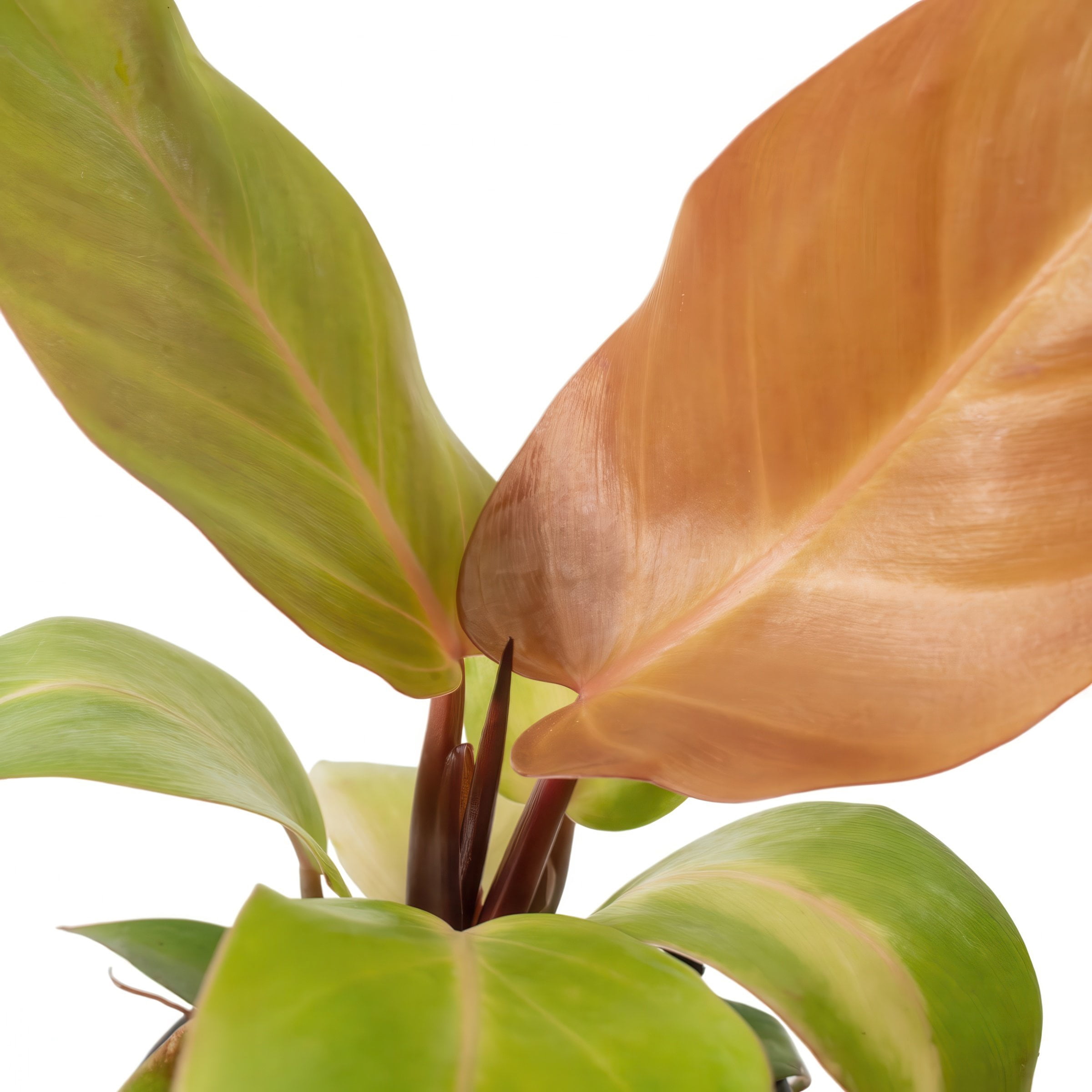 4 in. Philodendron McColley's Finale Plant in Grower Container (3-Pack)