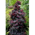 thumbnail image 2 of Loropetalum Carolina Midnight  2 Extra Large 3 Gallon Plants  Botanical Name: Loropetalum Chinense  Low Maintenance  Fast Growing, 2 of 6