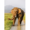 thumbnail image 2 of Rajput, Jagdeep 24x32 White Modern Wood Framed Museum Art Print Titled - Musth Tusker on the jungle track-Corbett National Park-India, 2 of 4