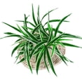 thumbnail image 1 of 1 Artificial plants Artificial flowers Artificial grass greening plants, 1 of 6