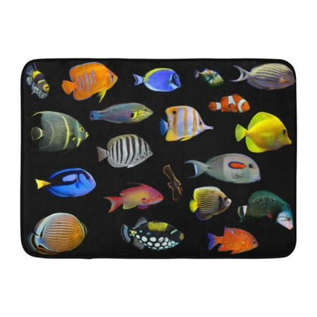 Godpok Acanthurus Black Clownfish Big Collection Of Saltwater