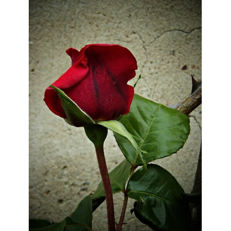 LAMINATED POSTER Plants Petals Velvet Rosa Beauty Red Warmth Poster Print 24 x
