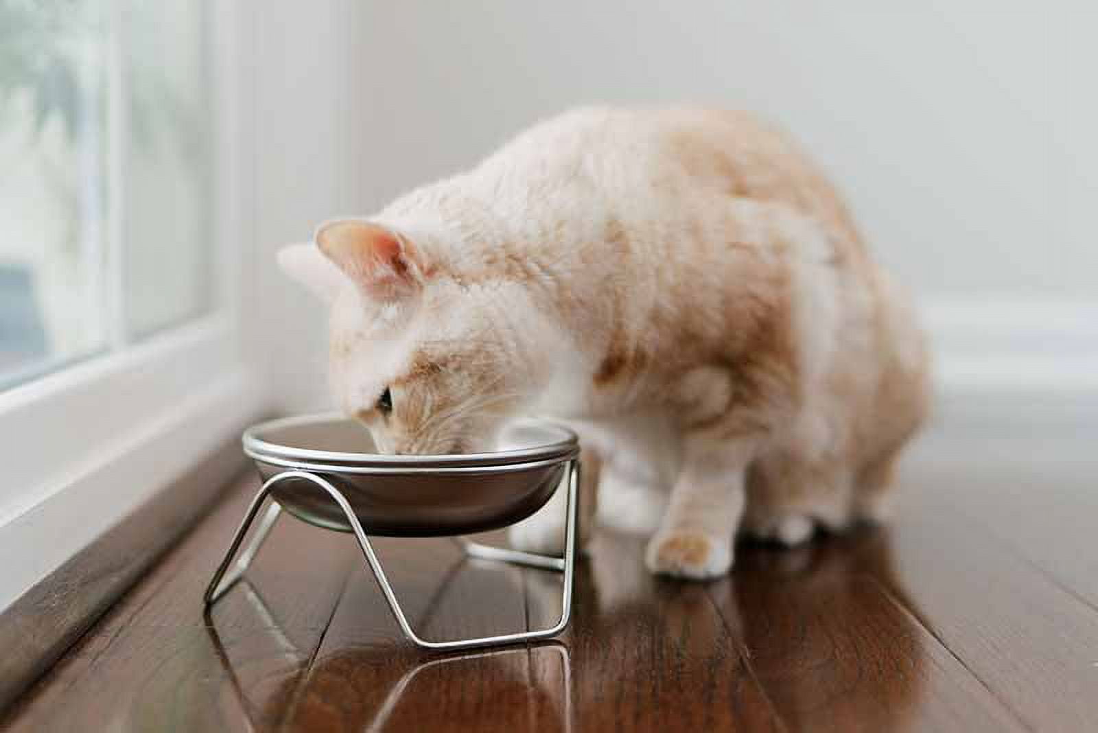 Raised Cat Bowl Stand for Food & Water by Americat – Made in USA – Stainless Steel, Spill-Proof Elevated Feeder, Dishwasher Safe, Human Grade, Whisker Friendly