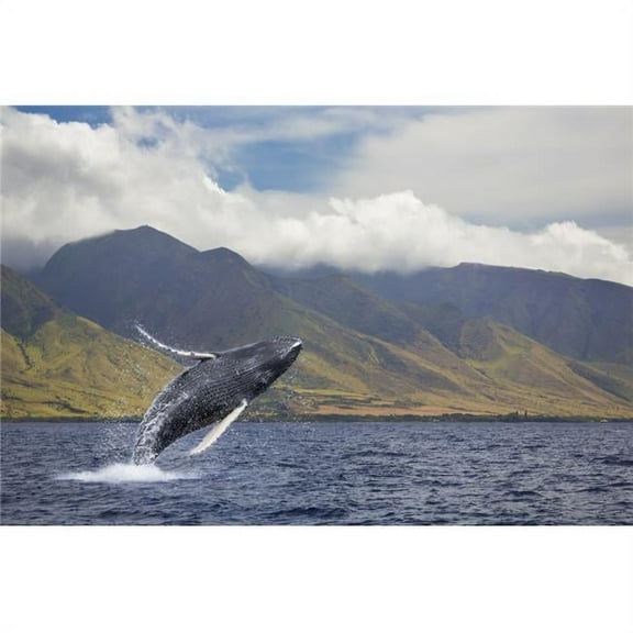 A Breaching Humpback Whale Off The West Side of The Island of Maui - Maui Hawaii United States of America Poster Print - 38 x 24 in. - Large
