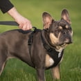 thumbnail image 4 of (2 pack) Vibrant Life Mesh Adjustable, Reflective Dog Walking Harness, Black, Large, 4 of 21