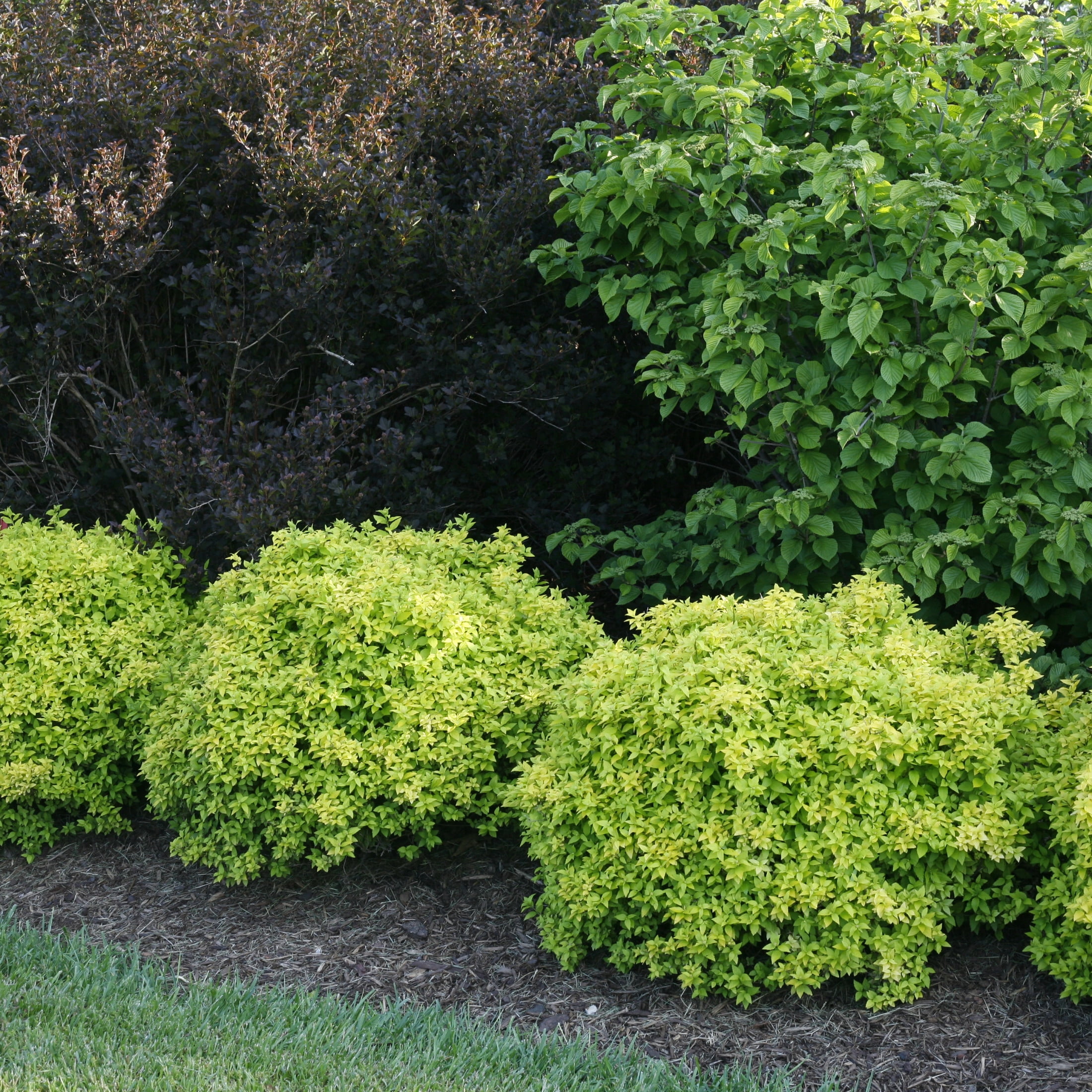 Proven Winners ColorChoice 5" Yellow Sunjoy Citrus Barberry Live Plant in 4.5" Pot (4 Count)
