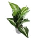 thumbnail image 1 of IFANLANDOR Planta Artificial Decorativa En Maceta Para Hogar Oficina Con Estilo Y, 1 of 6