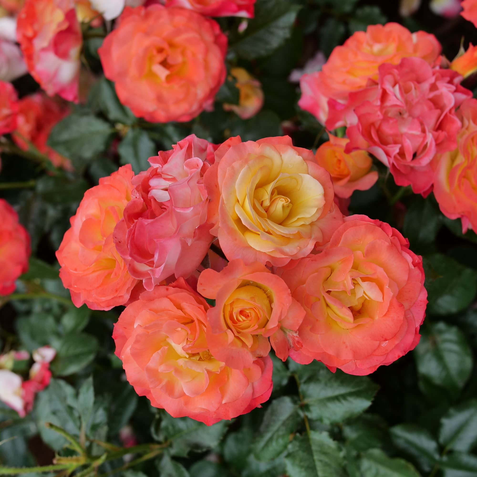 Proven Winners ColorChoice 6" Multicolor Oso Easy En Fuego Rose Live Plant in 7.5" Pot