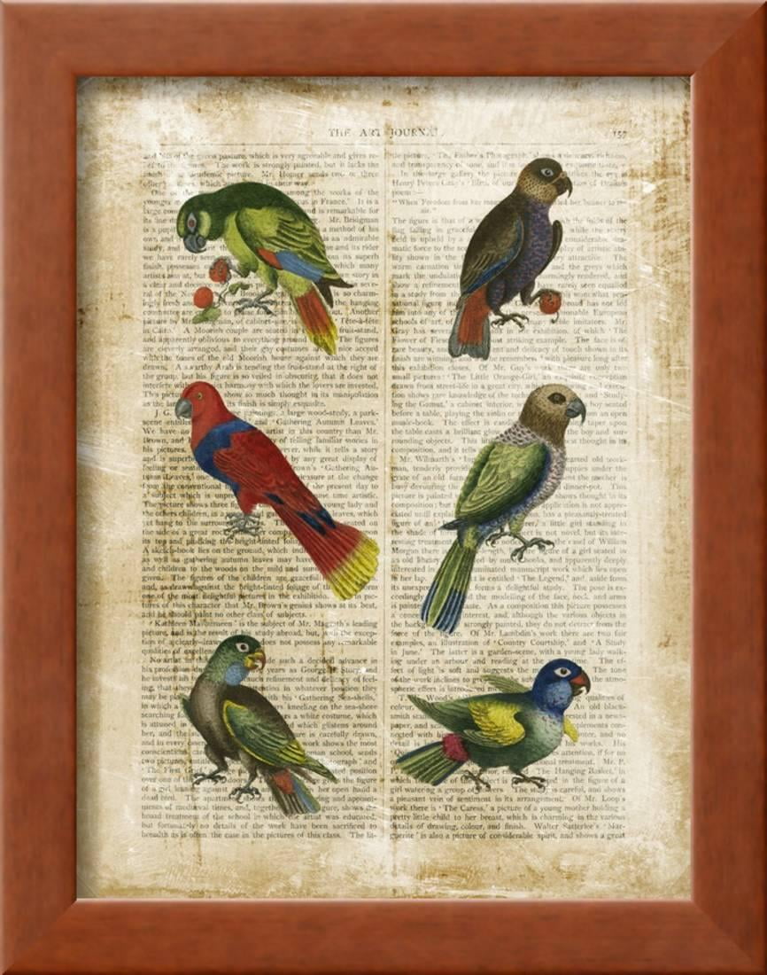 Antiquarian Parrots I Framed Print Wall Art By Vision Studio