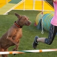thumbnail image 3 of OULII 1Set Outdoor Dog Tie Out Rope Assorted Colors for Camping and Wrapping, 3 of 4
