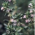 thumbnail image 2 of French Thyme Herb - Thymus Vulgaris - Live Plant - 3"  Pot, 2 of 3