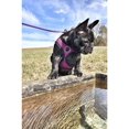 thumbnail image 6 of Soft Mesh Dog Harness No Pull Walking Comfort Padded Vest Harnesses Adjustable, 6 of 8