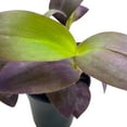 thumbnail image 5 of BubbleBlooms Tradescantia Padilla Purple Heart Wandering Dude 4 inch, 5 of 9