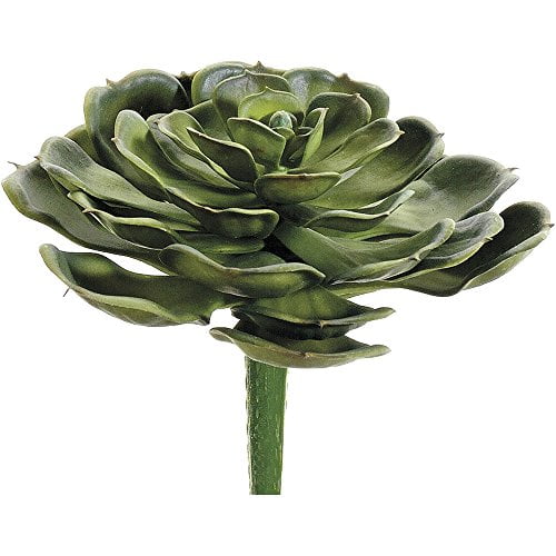 5" Hen and Chicks Pick Green (Pack of 12)